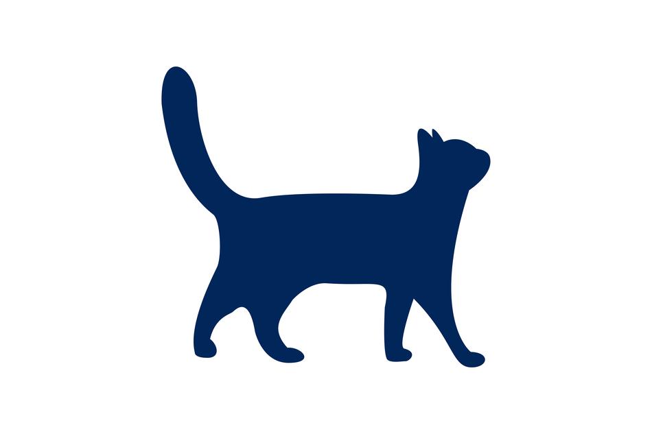 cat animal silhouette nature wild