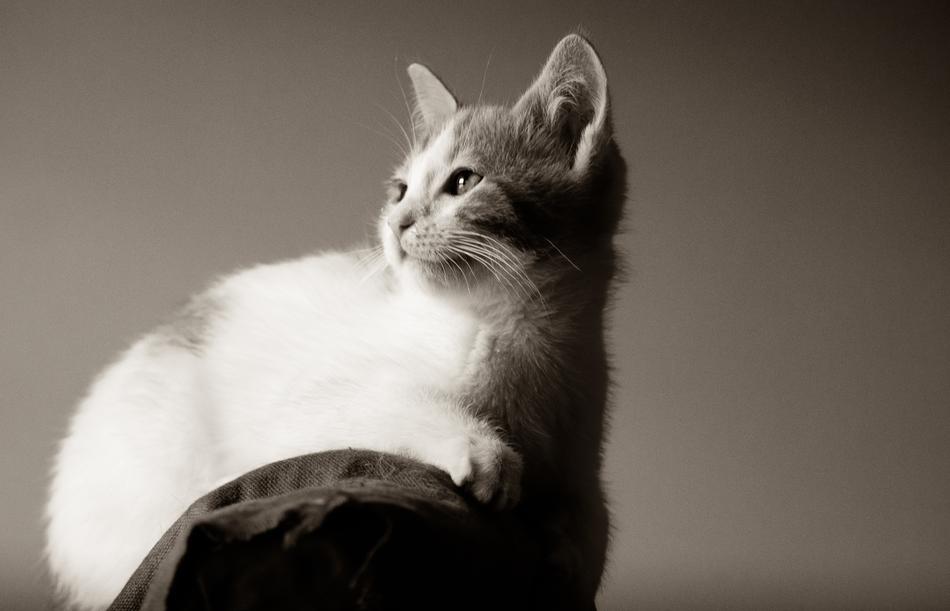 Kitten Cat Pet
