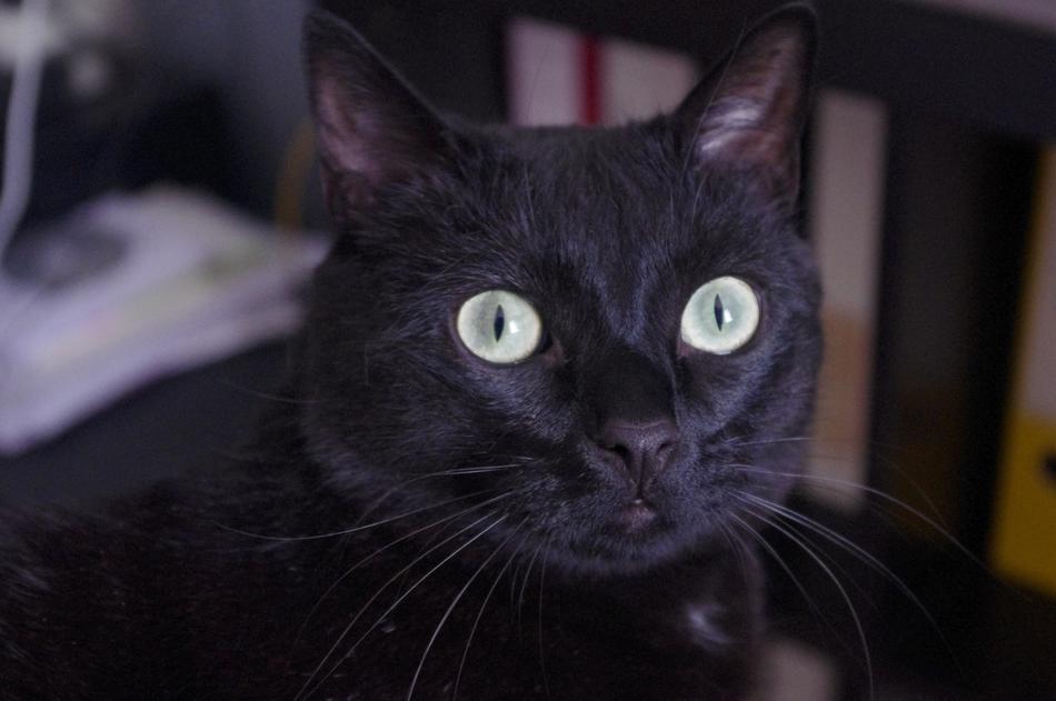 Black Cat Head