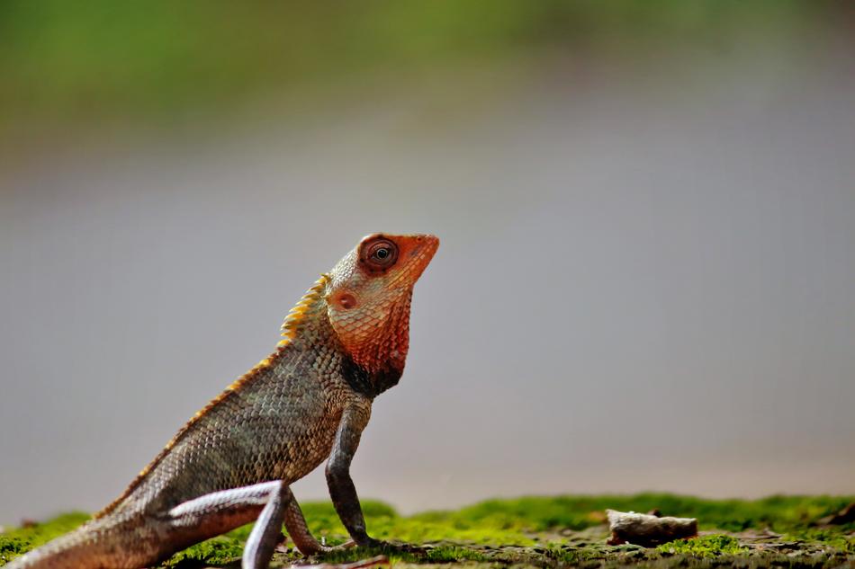 brown chameleon in the wild