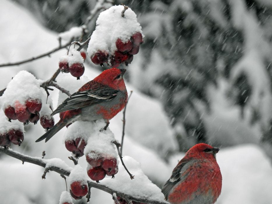 Durbec Des Sapins Birds Red