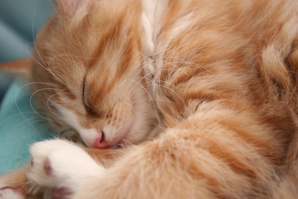 Kitten Cat Baby Young