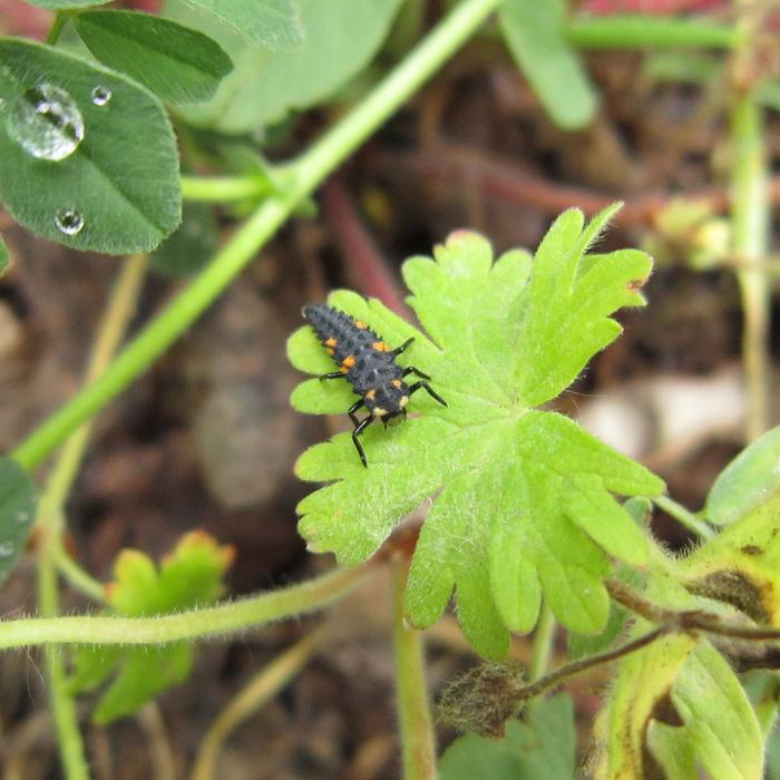 Ladybug Larvae Insect