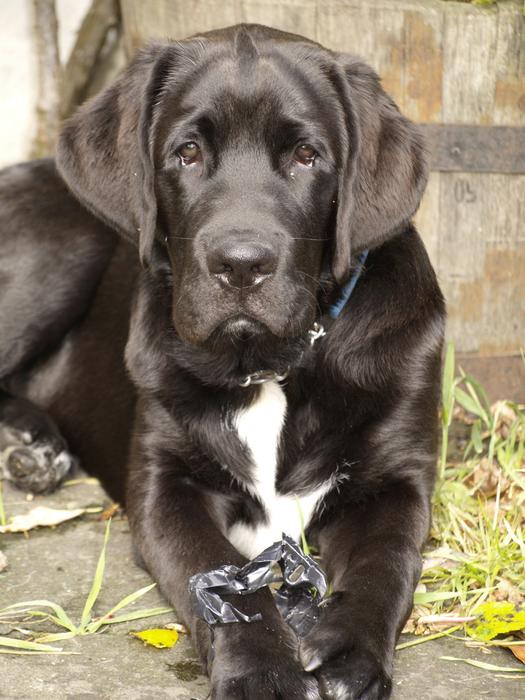 black Dog Pet Portrait