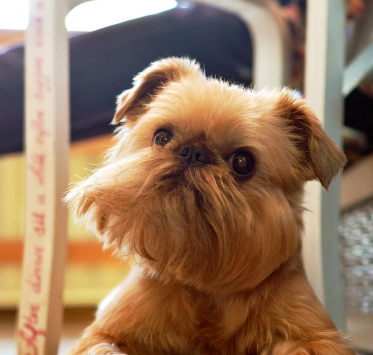 Griffon Dog Cute