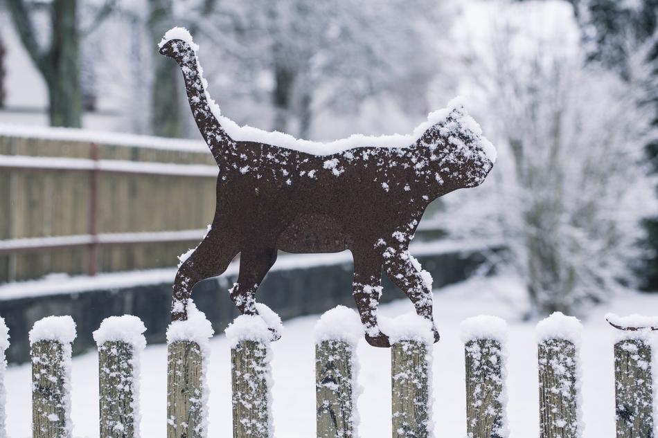 Winter Cat Snow