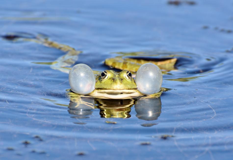 Frog Toad Amphibians