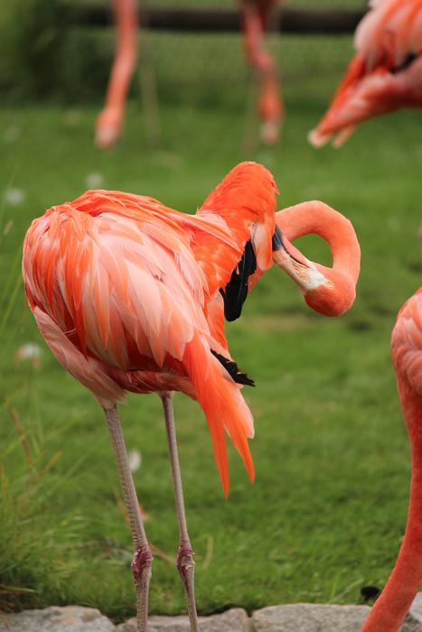 Flamingo Bird Feather