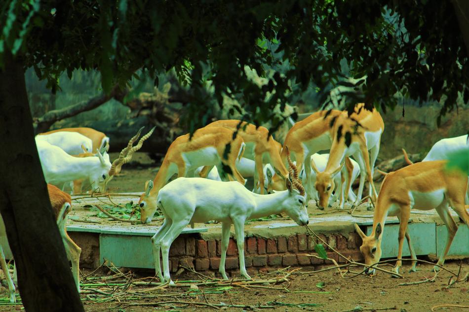 White Deer Cervidae