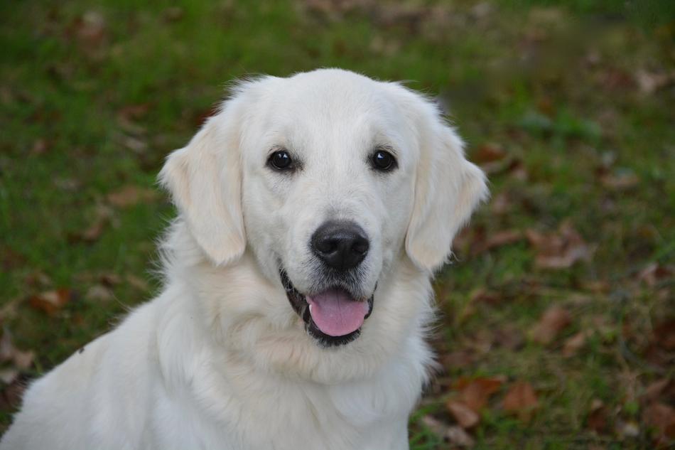 Dog Bitch Golden Retriever White