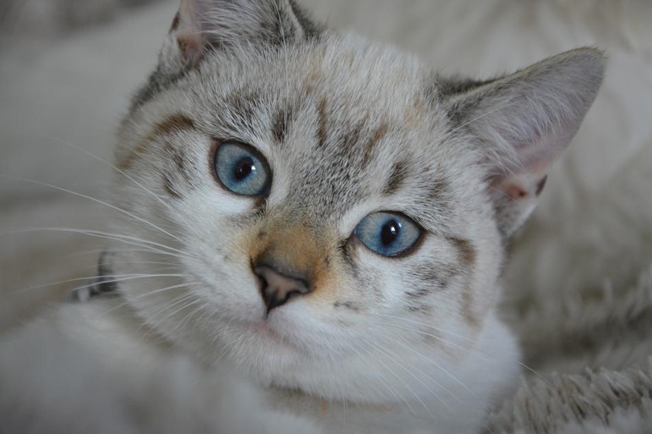 Cat Kitten Eyes Blue