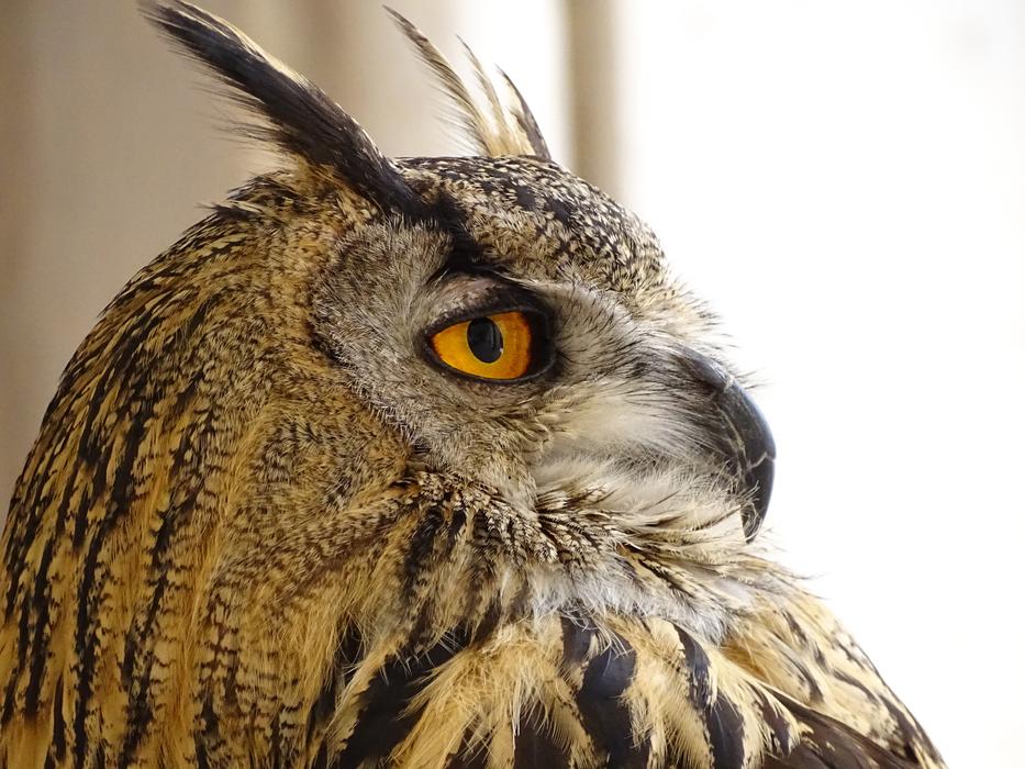 Owl Animal Eyes