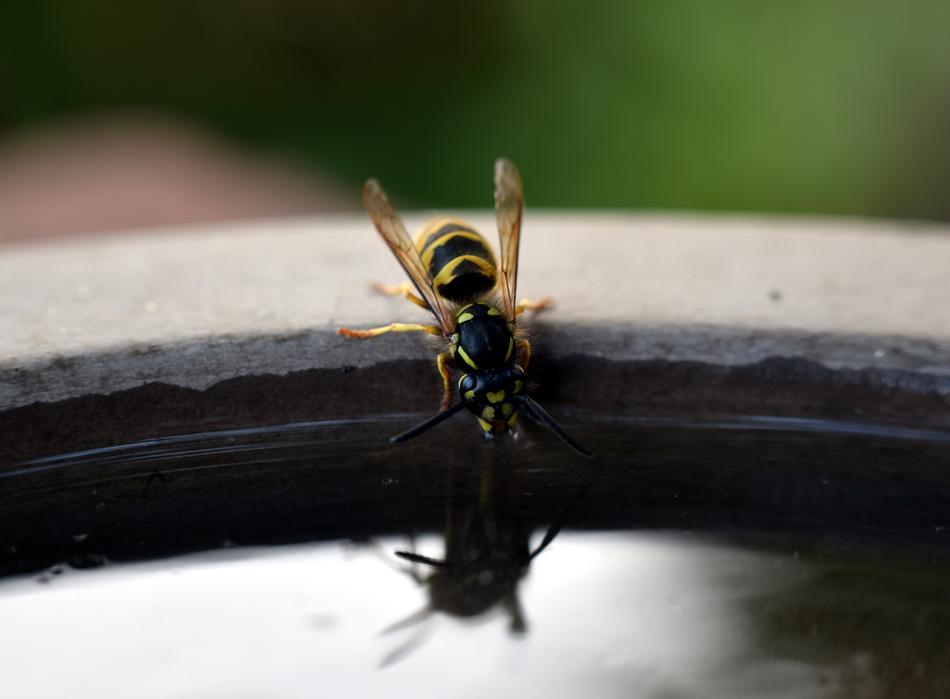 Wasp Insect Nature
