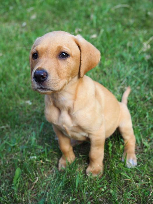 little puppy sitting
