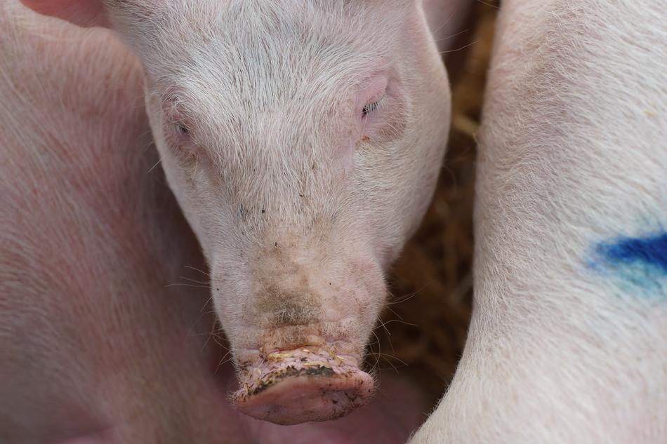 Pig Young Animal Piglet