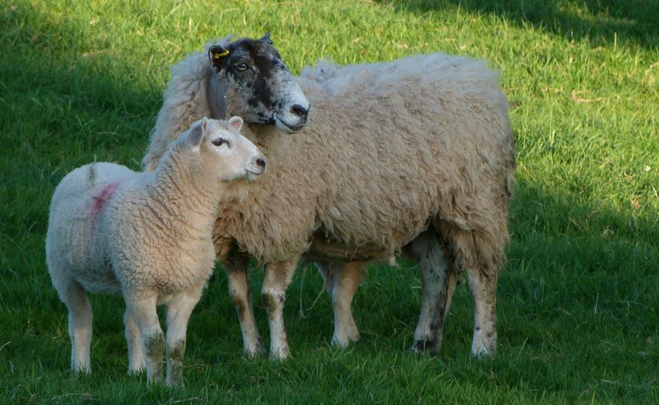 Sheep Ewe Lambs