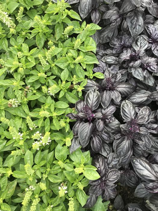 fresh garden basil herbs