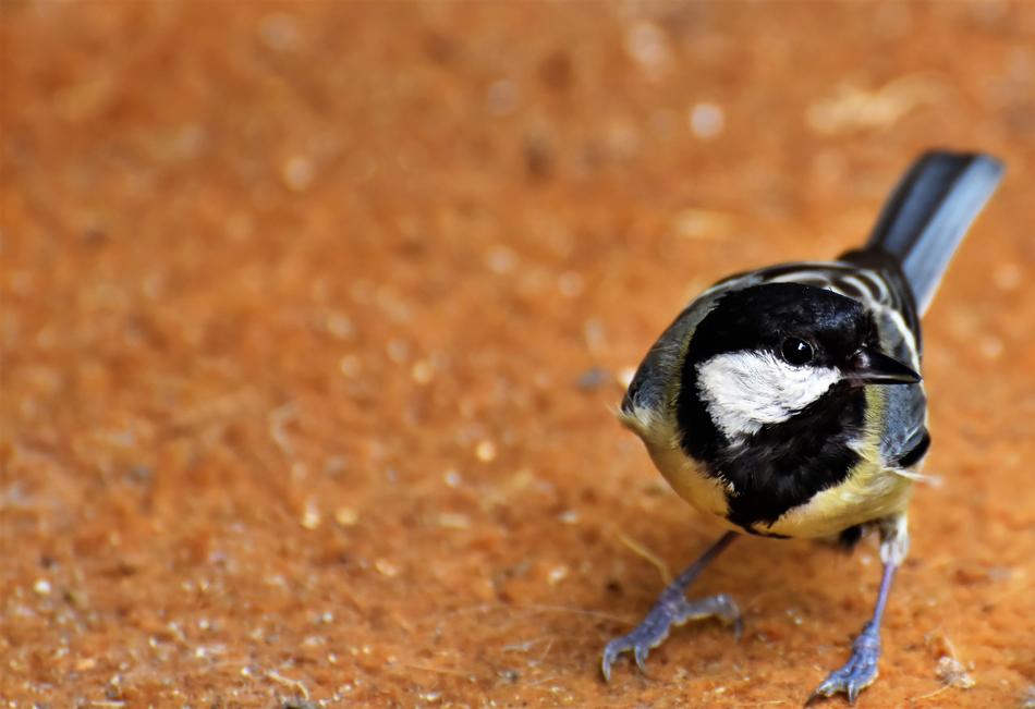 Tit Songbird Bird Small