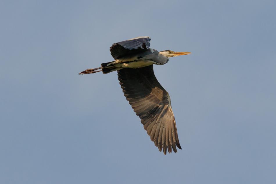 Grey Heron