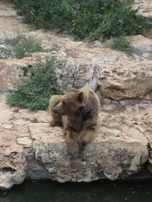 Bear Animal