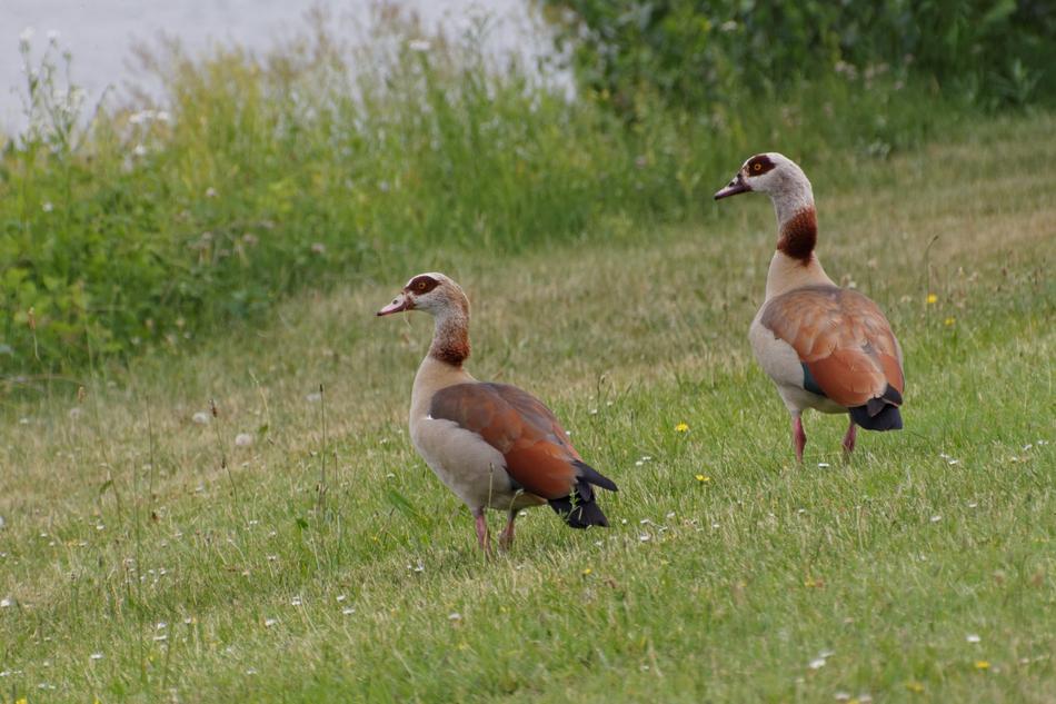 Animals Bird Goose Water