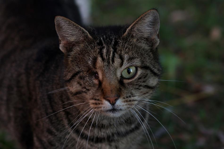 Cat Dim About