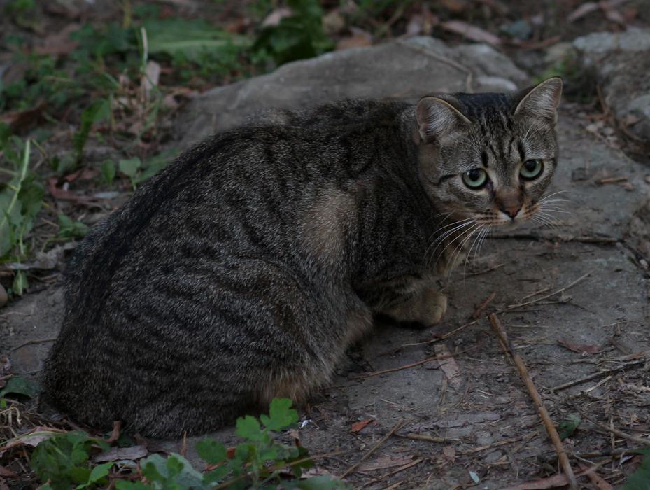 Cat Stripes Gray