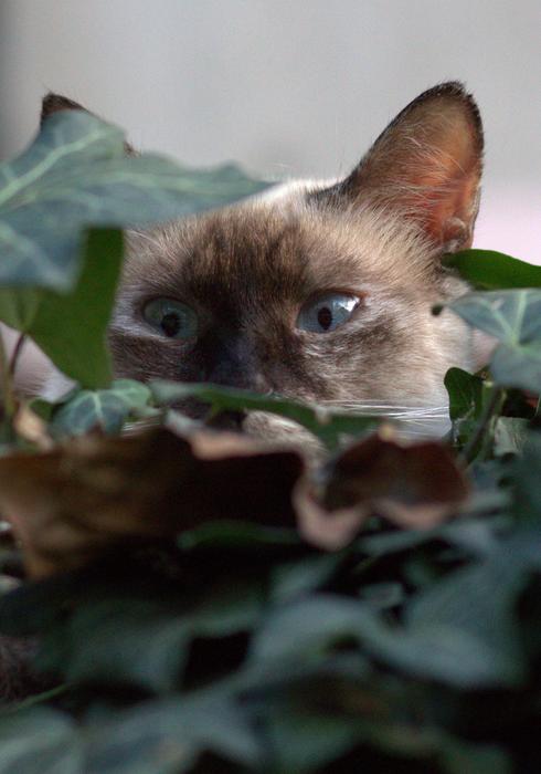 Cat Burmese Blue Eyes