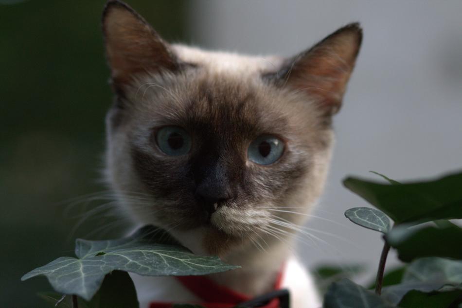 Cat Burmese Blue Eyes