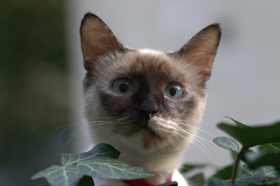 Cat Burmese Blue Eyes