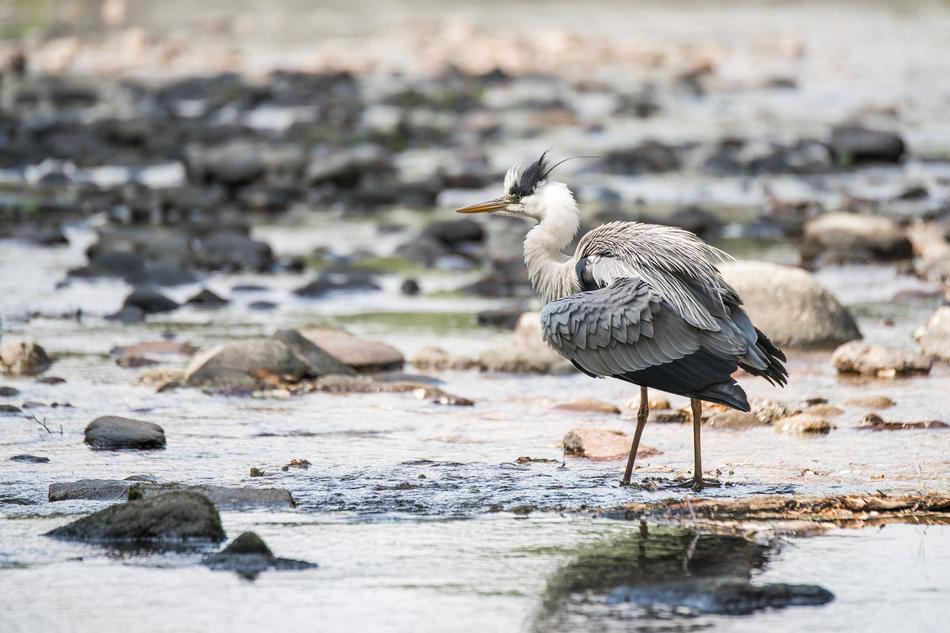 Heron Grey Baden