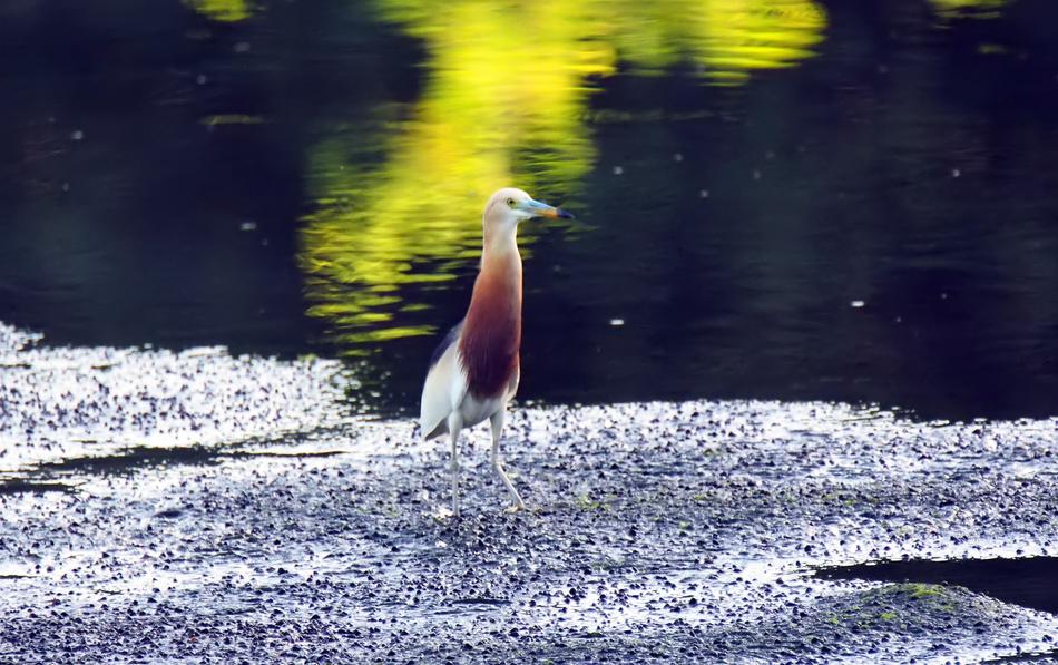 Heron Wild Wildlife