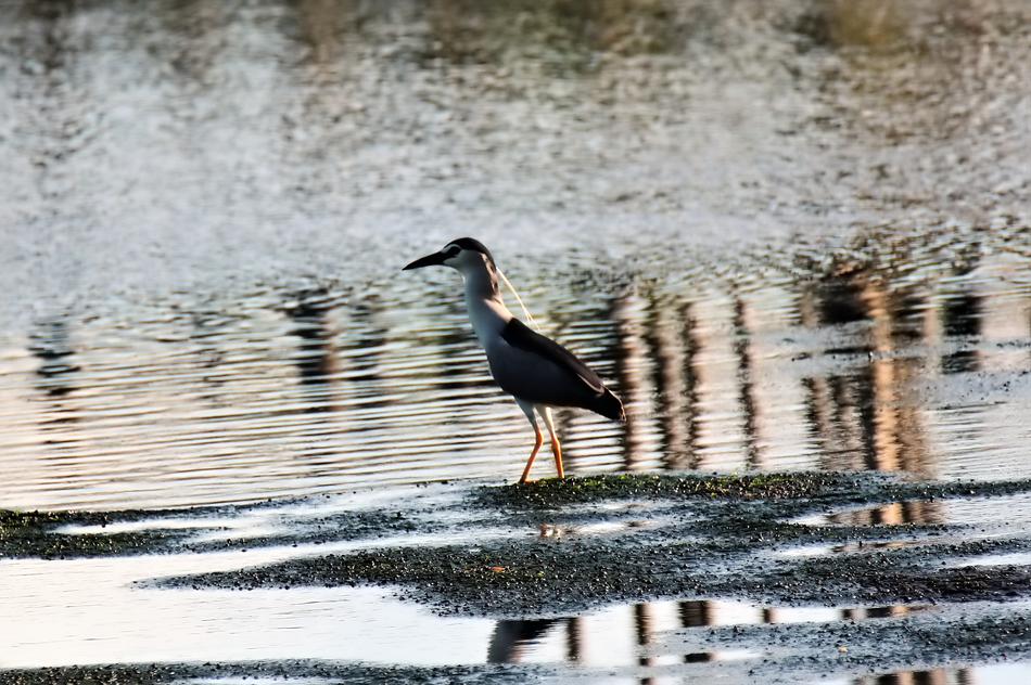 Wild Bird Wildlife