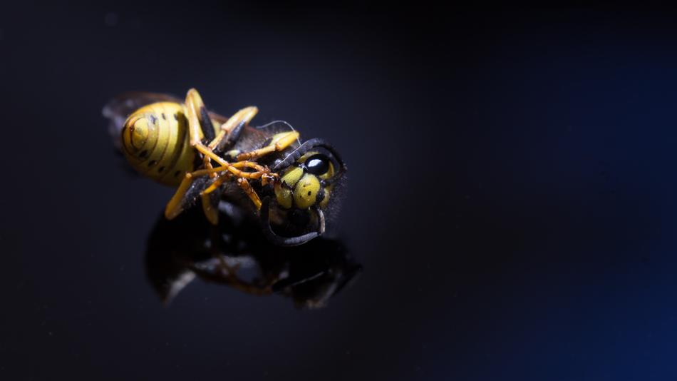 Background Insect Wasp
