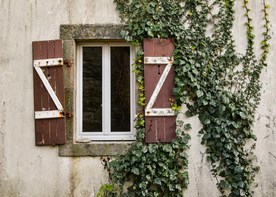 window with wooden shutters on the wall with ivy