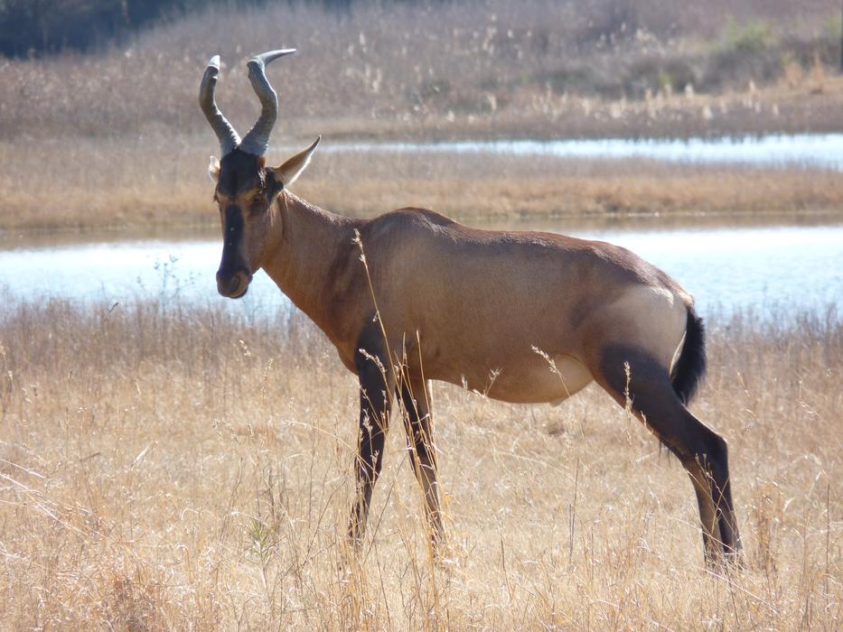 Red Hartebeest Antelope Males