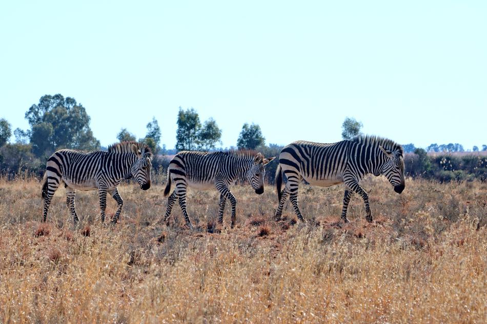 Hartmann'S Zebra Mountain