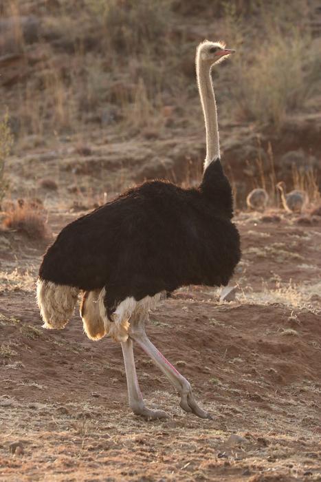 Bouquet Ostriches Bird Flightless