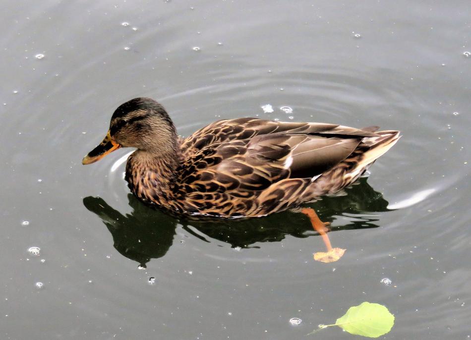 Duck Mallard Water Bird swimming