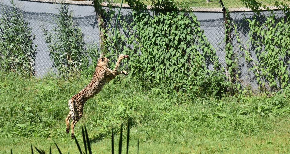 Cheetah Jump Mammal