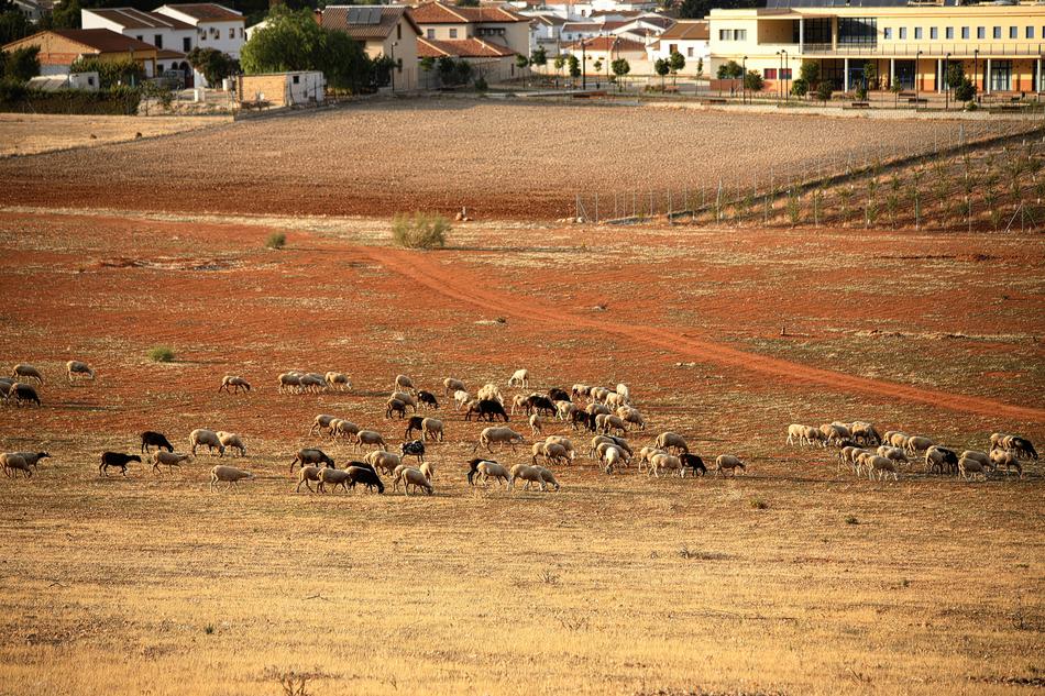 Sheep Sheepfold Farm
