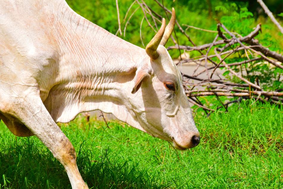 Cow Animal Animals