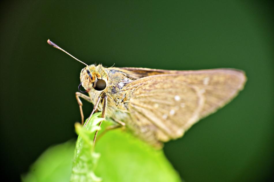 Moth Insect Brown