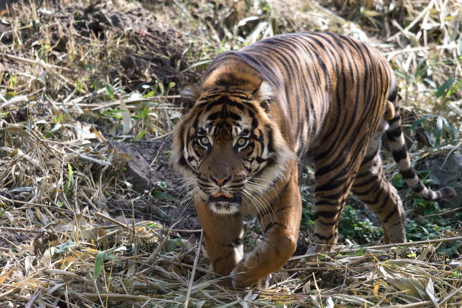 Tiger Zoo Feline