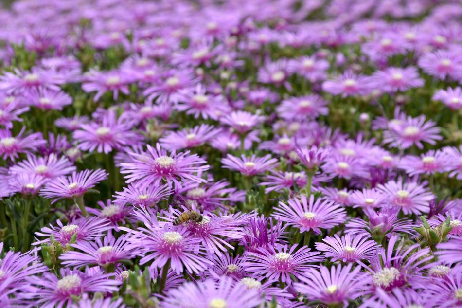 Shine Flowers Purple