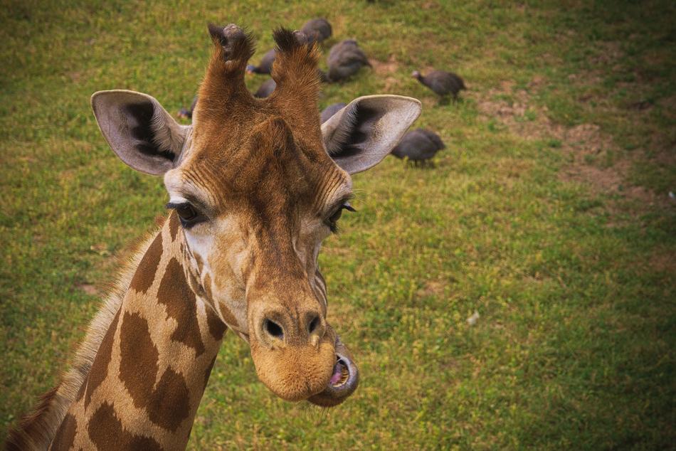 funny giraffe against the grass