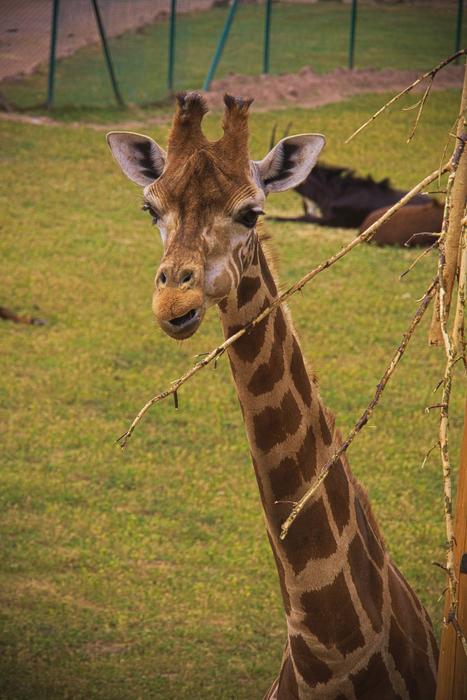 Giraffe Animal Africa
