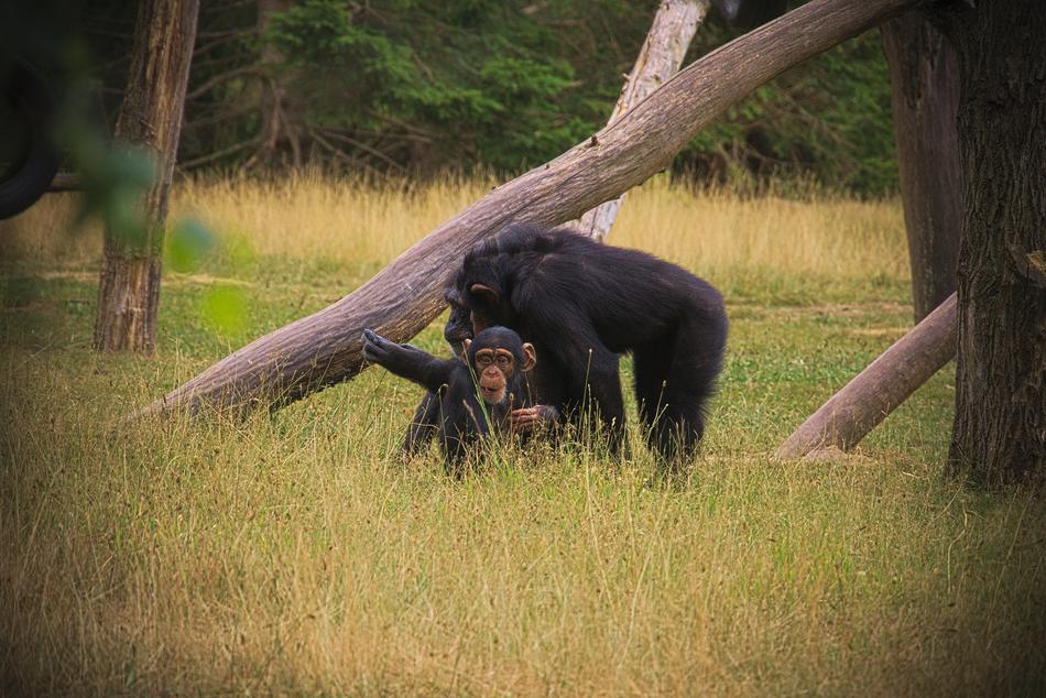 Monkey Animal Africa