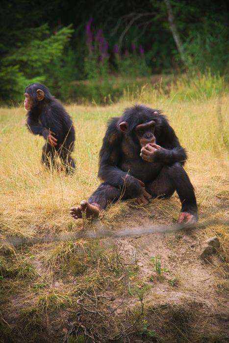 Monkey Animal Africa