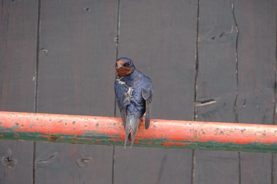 Bird Close Up